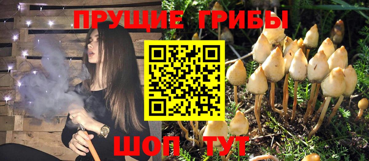 Галлюциногенные грибы мицелий  Вход с VPN  Лениногорск  Галлюциногенные грибы GOLDEN TEACHER 